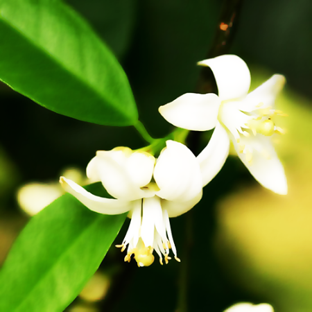 Neroli Substitute