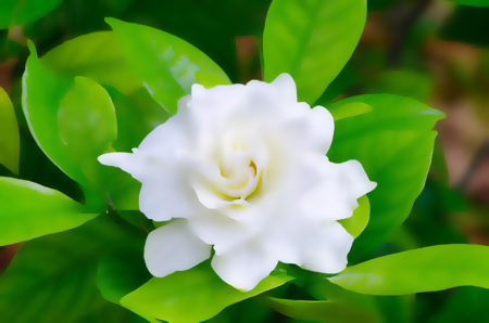 Gardenia Base