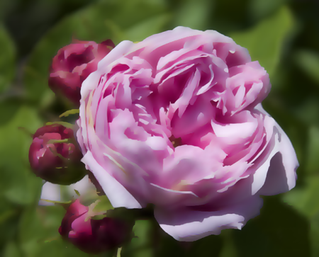 BULGARIAN ROSE OIL RECONSTITUED