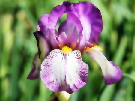 Iris Base