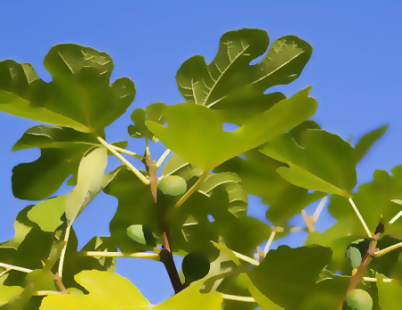 FIGUIER FEUILLES BASE