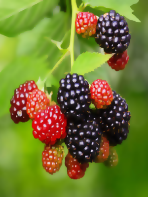 Dewberry - Free Base