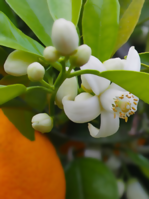 Orange Flower Base - Free Formula