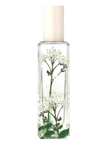 Nettle & Wild Achillea Type - Formula